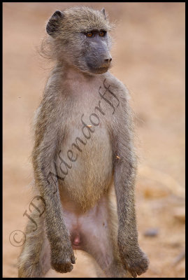 Young chacma baboon