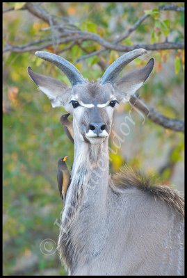 2011_KNP_204.jpg