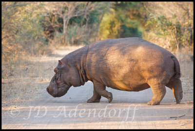 Hippo crossing
