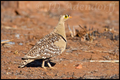 2011_KNP_240.jpg