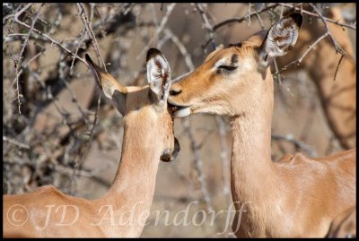 Impalas groom each other for ticks
