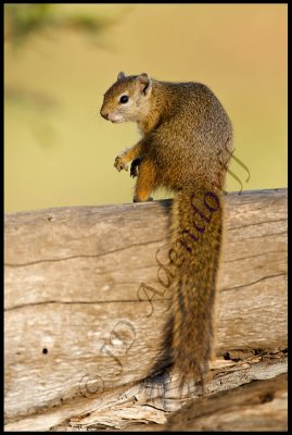 2011_KNP_172.jpg