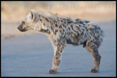 Spotted hyaena are maligned but in fact are fascinating animals. This is a youngster.