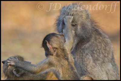Chacma baboons