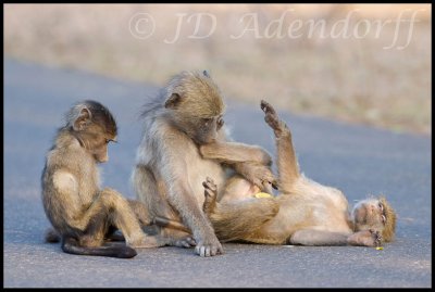 Chacma baboons