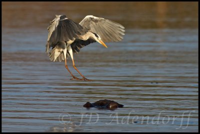 Grey heron aiming for a landing spot