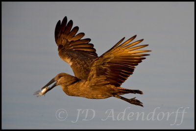Hamerkop with catch