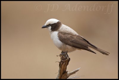 Palm shrike