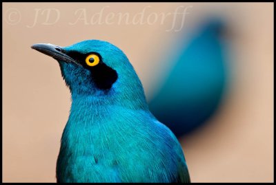 Blue-eared starling