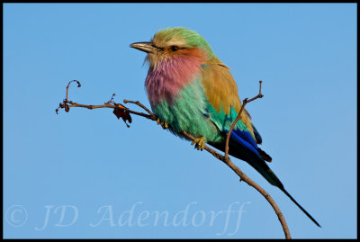 Lilac-breasted roller