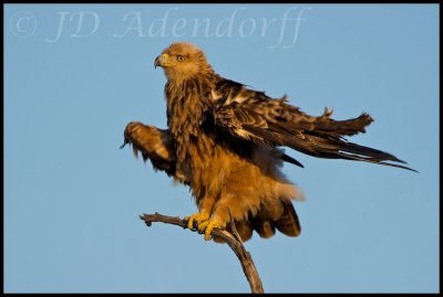 Tawny eagle