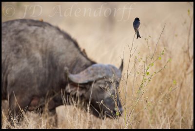 Drongos follow grazers and pick off the insects that get disturbed.