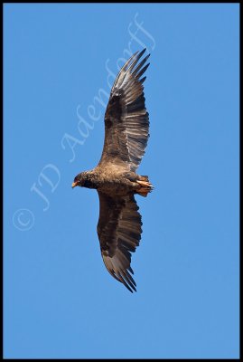 Sub-adult bateleur
