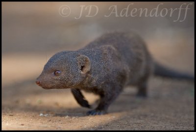 Dwarf mongoose
