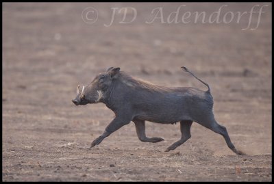 2011_KNP_245.jpg