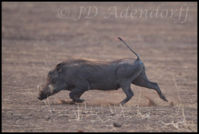 2011_KNP_246.jpg