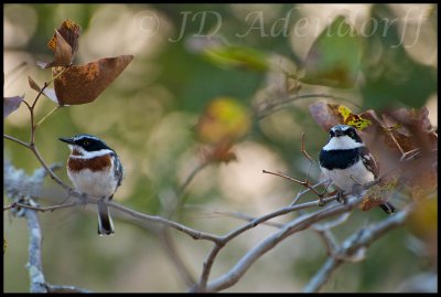 Chinspot batis pair (male left)