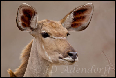 Alert female kudu