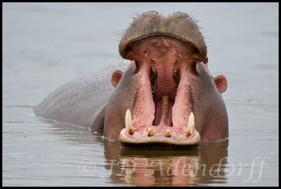 Hippo yawn