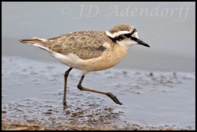 Kittlitz's plover