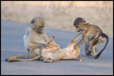 Chacma baboons