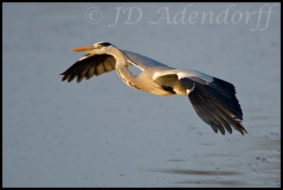 Grey heron