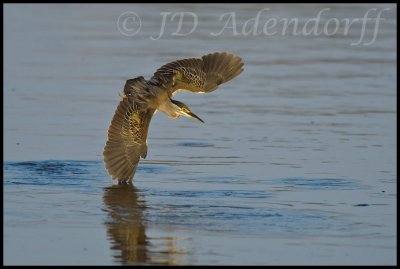 Green heron