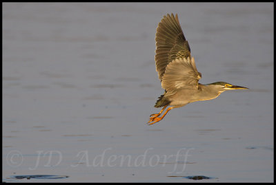 Green heron