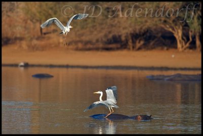 Grey herons vie for a perch on a hippo's back