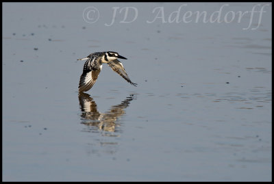 Pied kingfisher