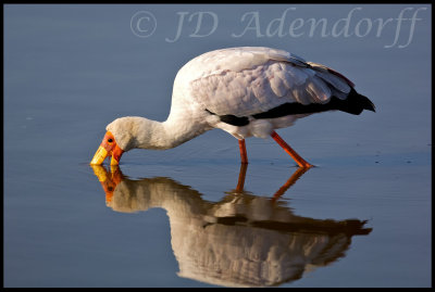 Yellow-billed stork