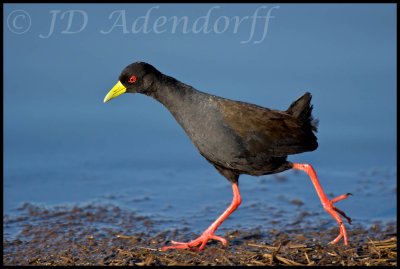 Black crake