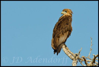 Sub-adult bateleur