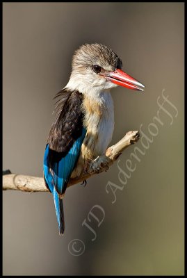 Brown-hooded kingfisher