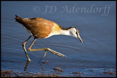 African jacana