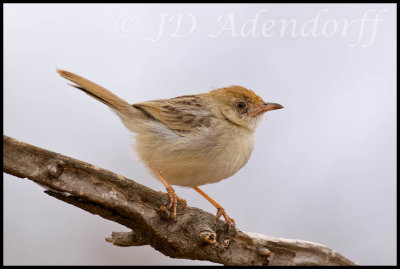 Piping cisticola aka Neddicky (Cisticola fulvicapilla)