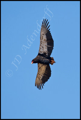 Bateleur with the last of its sub-adult markings fading away