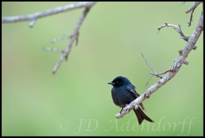 Fork-tailed drongo