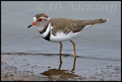 Three-banded plover