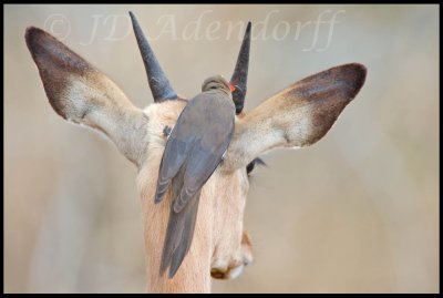 Red-billed oxpecker on young impala