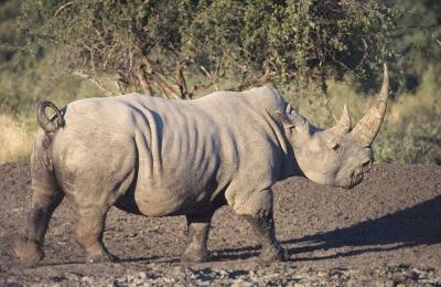 Aggressive white rhino