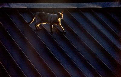 Cat on a tin roof