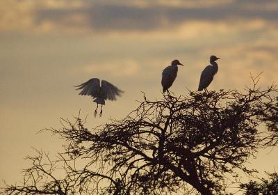 Cattle egrets at sunset