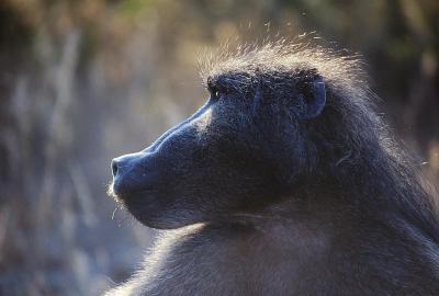 Chacma baboon portrait