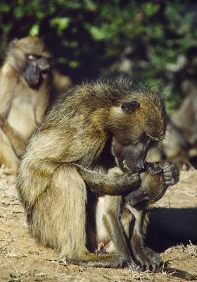Chacma baboons preening