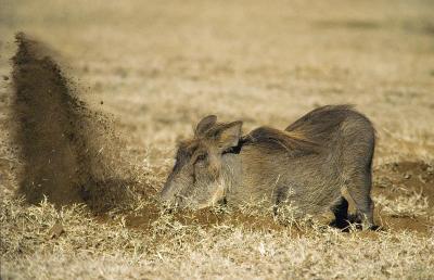 Digging warthog
