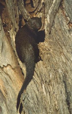 Dwarf mongoose