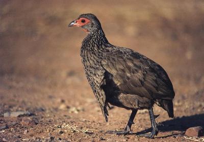 Natal francolin