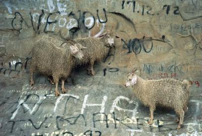 Goat graffiti