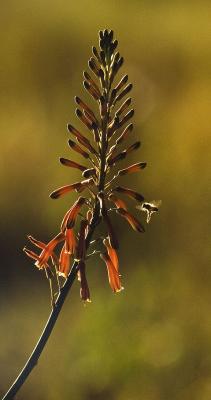 Honey bee visiting Aloe davyana